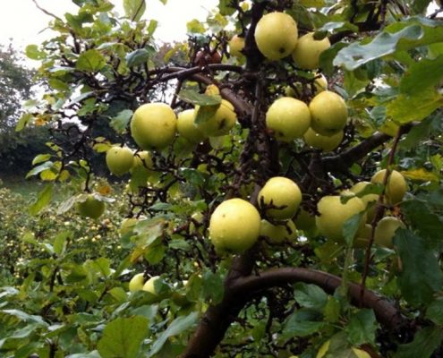 Alte Apfelsorten auf dem Bio-Obsthof Teutenberg