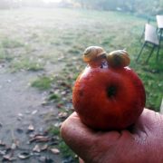 2 Schneckchen auf dem Äpfelchen